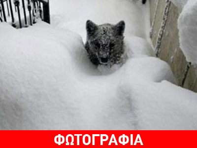 Ισπανία: Αρκούδες στις πόρτες των σπιτιών λόγω χιονιού